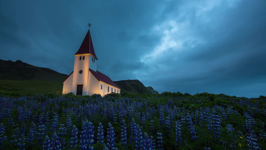 A quaint Icelandic church glows at dusk, nestled in a field of purple lupine flowers under dramatic evening clouds