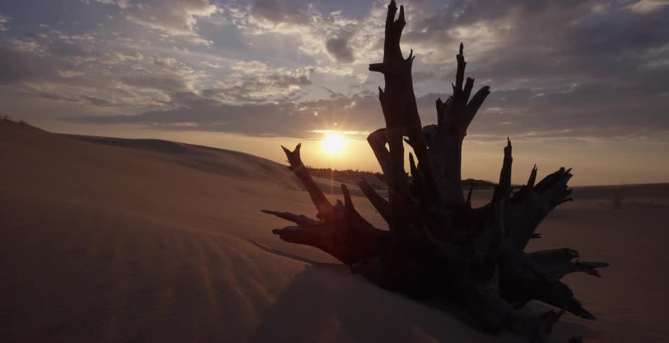 The sun sets over a vast desert, silhouetting a gnarled dead tree root as wind sweeps across the endless sand dunes