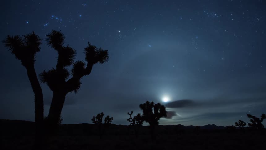 A beautiful timelapse of the moon setting and stars rotating across the night sky above silhouetted Joshua trees in the Mojave Desert