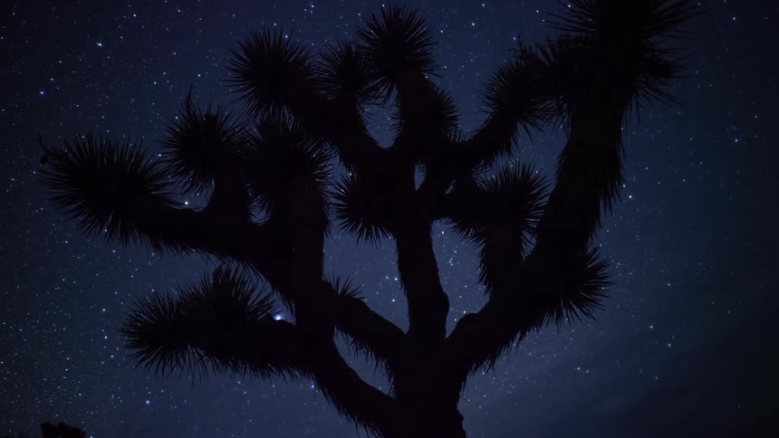 A time-lapse reveals a stunning starry night sky and the Milky Way behind a silhouetted Joshua tree in the desert
