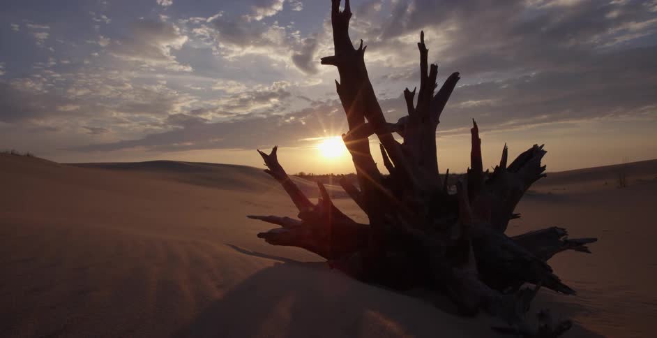 A silhouetted dead tree stump sits among the sand dunes as the sun rises over the vast desert landscape