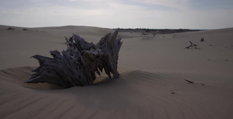 A weathered tree stump sits partially buried in the windswept sand dunes of a vast, empty desert