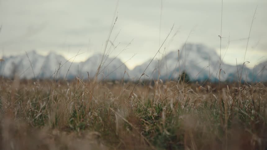A serene, static low-angle shot captures a field of tall grass with the snow-capped Grand Teton mountain range out of focus in the background