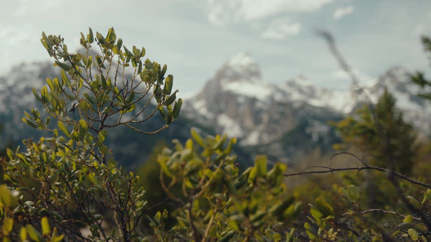 A stunning cinematic rack focus from the snow-capped Grand Teton mountains to the vibrant green foliage in the foreground