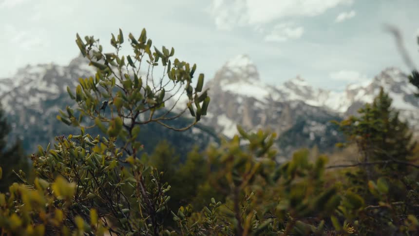 A rack focus shot transitions from the distant snow-capped Grand Teton mountain range to the lush green foliage in the foreground