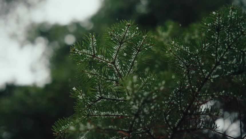 Gentle snowflakes fall in slow motion, dusting the green branches of a pine tree in a quiet forest