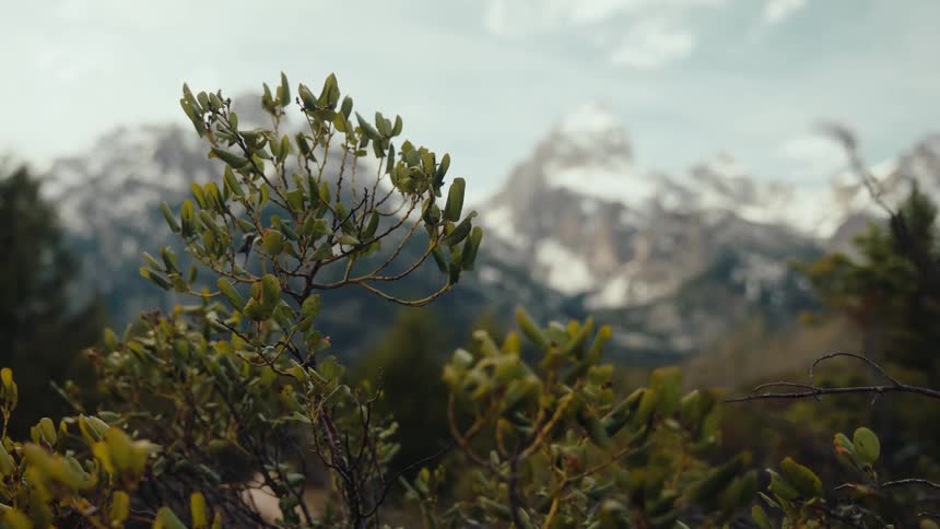 Close-up of a green bush swaying in the wind with the majestic, snow-covered Grand Teton mountain range out of focus in the background