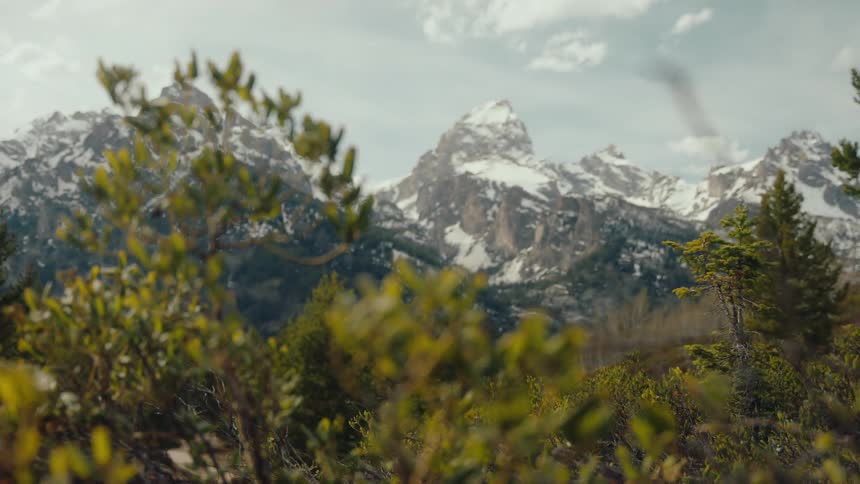A majestic rack focus reveals the snow-capped Grand Teton mountain range behind lush green foliage