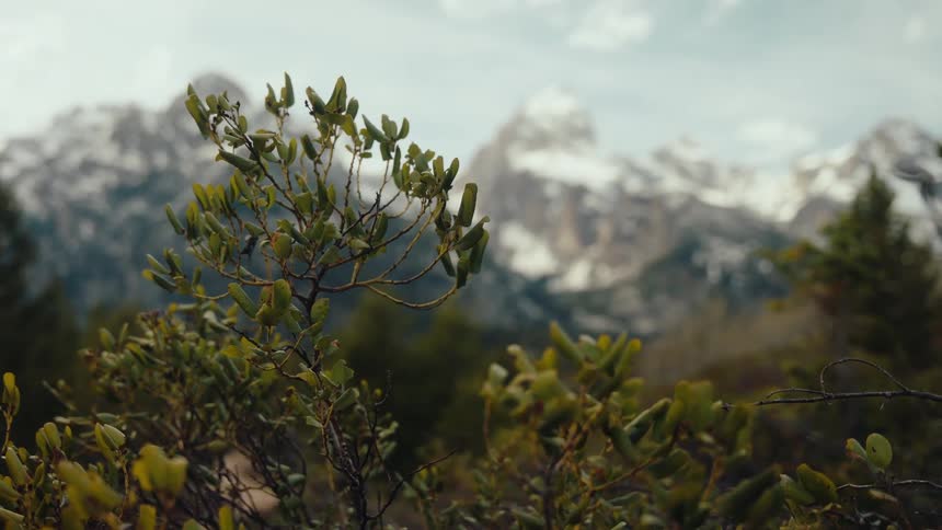 A close-up of a green bush gently swaying in the wind with a beautiful snow-capped mountain range out of focus in the background