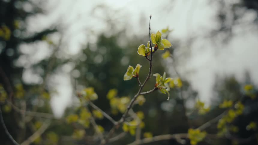 A slow-motion close-up captures the beauty of new leaves budding on a tree branch against a soft, out-of-focus forest background