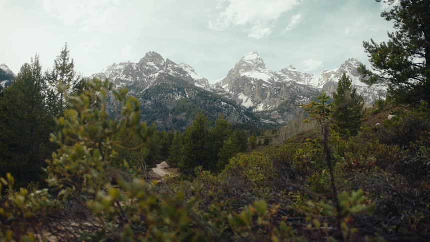 A serene, wide shot of the snow-covered Grand Teton mountain range with a dense pine forest in the foreground