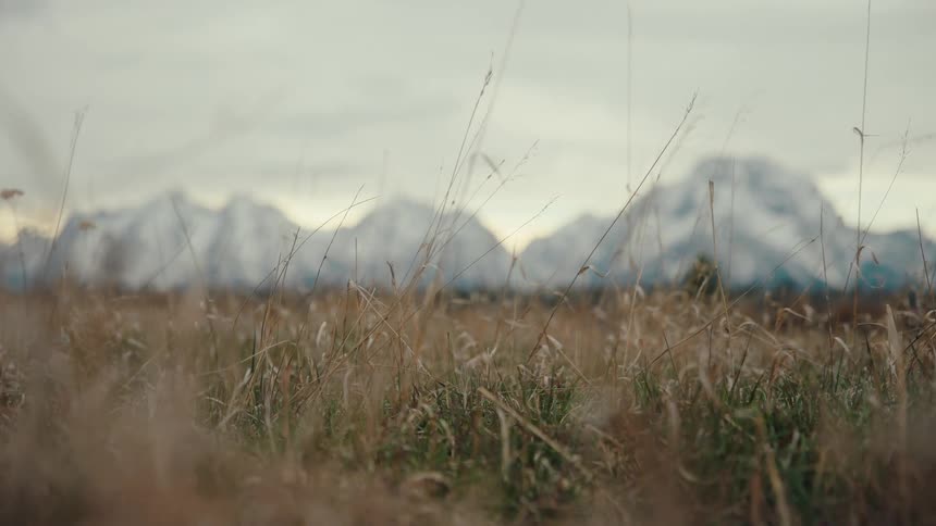 A tranquil, low-angle view of a golden field of grass with a magnificent snow-capped mountain range blurred in the background