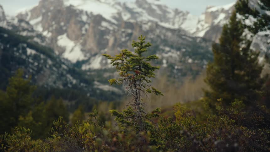 A lone evergreen tree stands tall in a lush forest with a majestic, snow-capped mountain range in the background