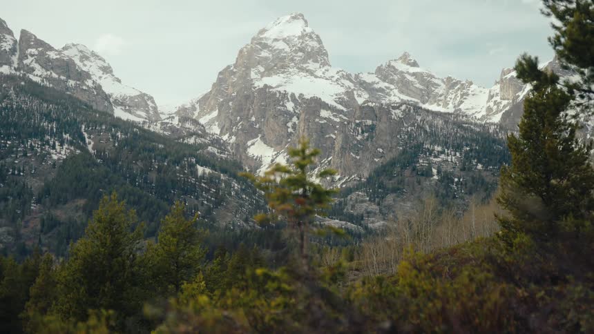 A stunning rack focus shot reveals the majestic snow-capped peaks of the Grand Teton mountain range behind a small pine tree
