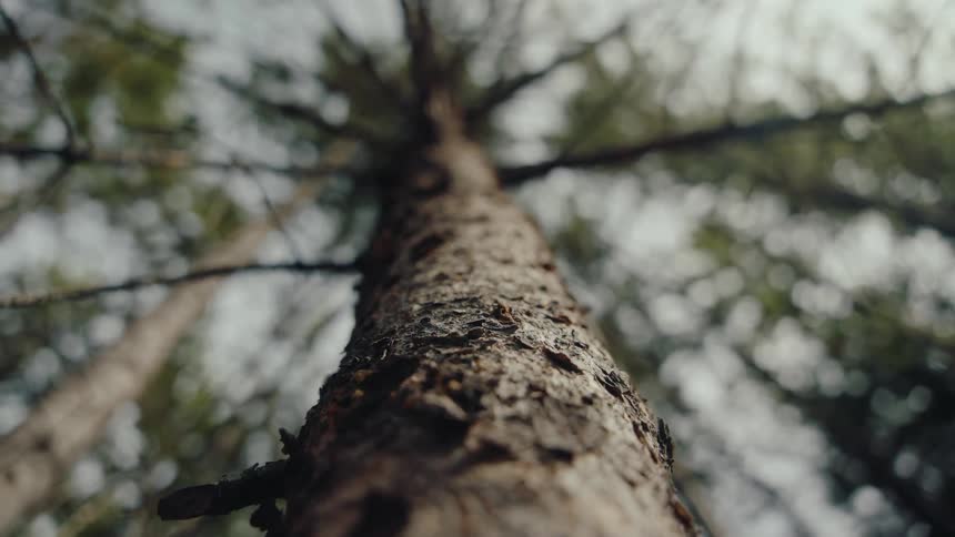 A cinematic slow-motion shot from a worm's-eye view, looking up at a tall pine tree as the camera slowly slides down its textured bark