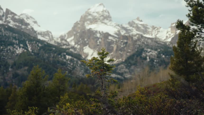 A lone pine tree stands before the majestic, snow-capped peaks of the Teton mountain range