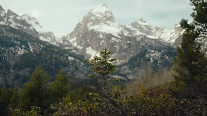 The majestic snow-capped Grand Teton mountain range is seen behind a lush forest, with the focus shifting to a small evergreen tree in the foreground