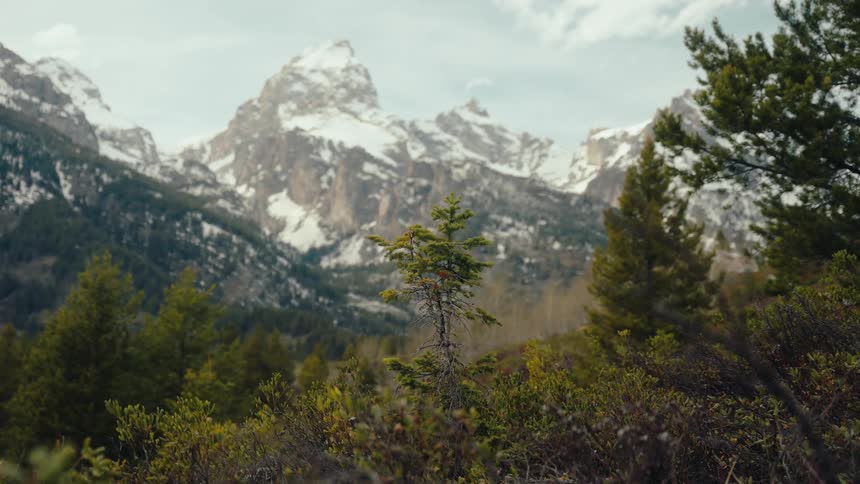 A serene view of a small pine tree in a lush forest with the snow-covered Grand Teton mountains in the distance