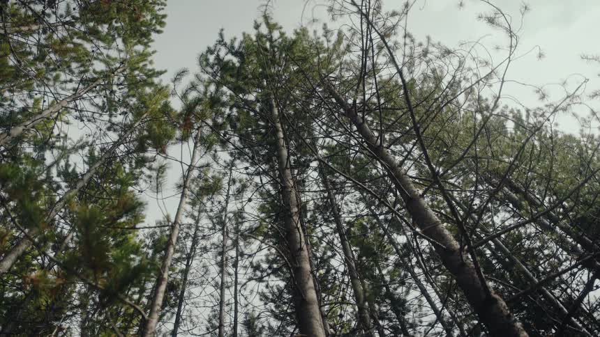 A slow zoom out from a low-angle view of tall pine trees swaying gently in the wind under an overcast sky