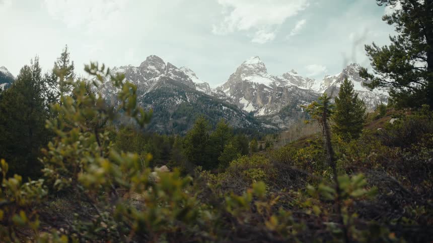 A stunning wide shot of the snow-capped Teton mountain range, framed by a lush forest in the foreground