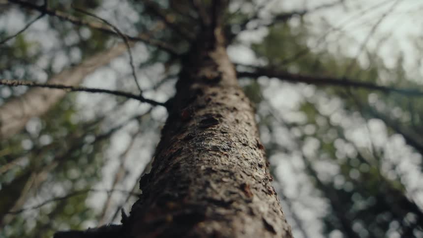 Low-angle shot looking up a pine tree trunk with a slow focus pull revealing the texture of the bark in a moody forest