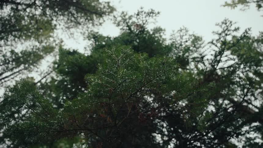 Snowflakes gently fall on evergreen tree branches in a peaceful forest, viewed from below in slow motion