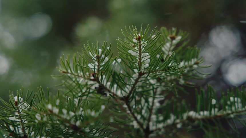 A close-up slow-motion shot of light snow falling on the green needles of a pine tree branch in a forest