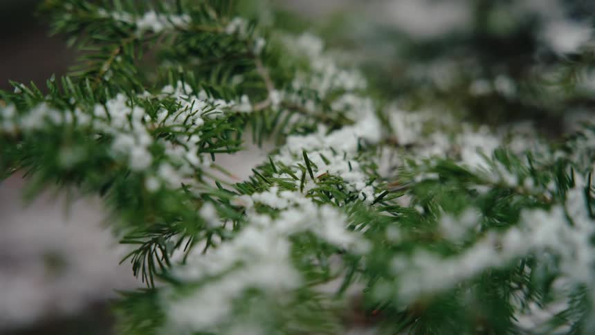 Detailed close-up of fresh snow lightly dusting the green needles of a pine tree branch in winter
