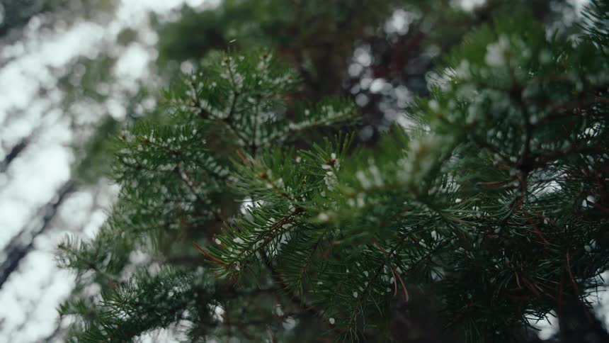 A close-up slow-motion shot of light snow falling on the green needles of a pine tree branch in a winter forest