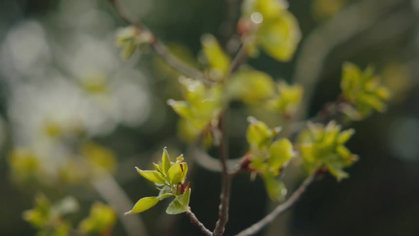 A soft focus, close-up shot of delicate green leaves budding on a tree branch, signifying the arrival of spring