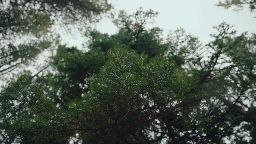 Gentle snowflakes fall on the branches of tall evergreen trees in a winter forest, seen from a low-angle perspective