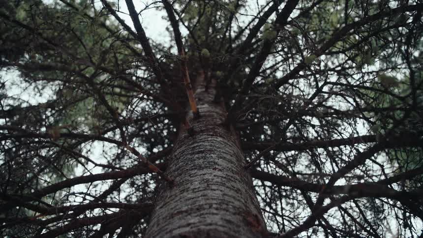 A slow upward tilt reveals the impressive scale of a tall evergreen tree, from its textured trunk to its sprawling canopy
