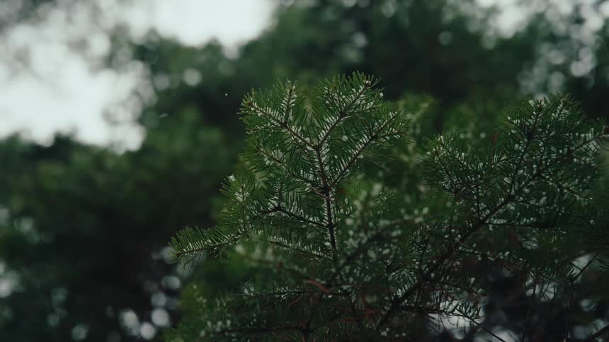A close-up view of snowflakes gently falling on the green needles of a pine tree on a quiet winter day