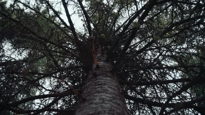 A slow, low-angle shot pans down the textured bark of a tall, imposing evergreen tree in a forest