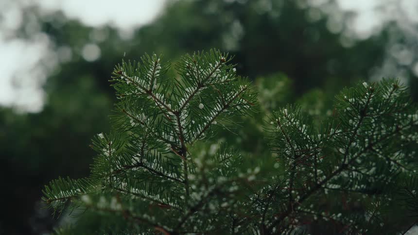Delicate snowflakes gently fall on the green needles of a pine tree branch in a tranquil winter forest scene