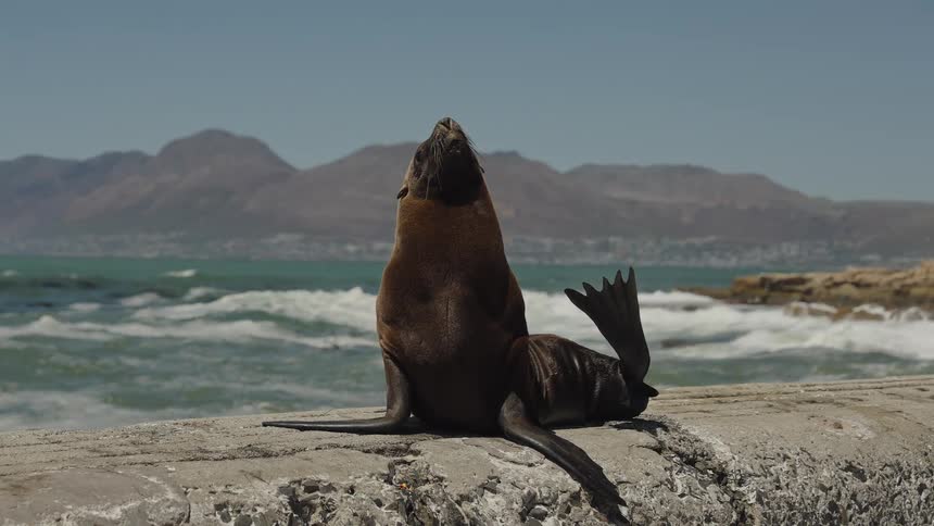 A Cape fur seal sits proudly on a stone wall, sunbathing with the vast ocean and distant mountains as a scenic backdrop