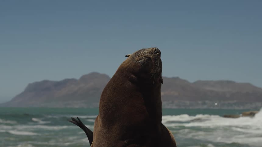 A brown fur seal basks peacefully in the sun on a rocky shoreline with ocean waves and mountains in the distance