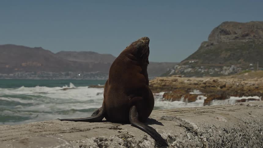 A seal basks in the sun on a stone seawall as waves crash on the rocky coast behind it in slow motion