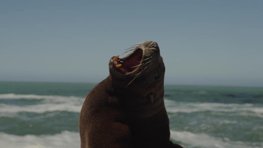 A sleepy seal lets out a big yawn in slow motion while sunbathing by the ocean on a bright, sunny day