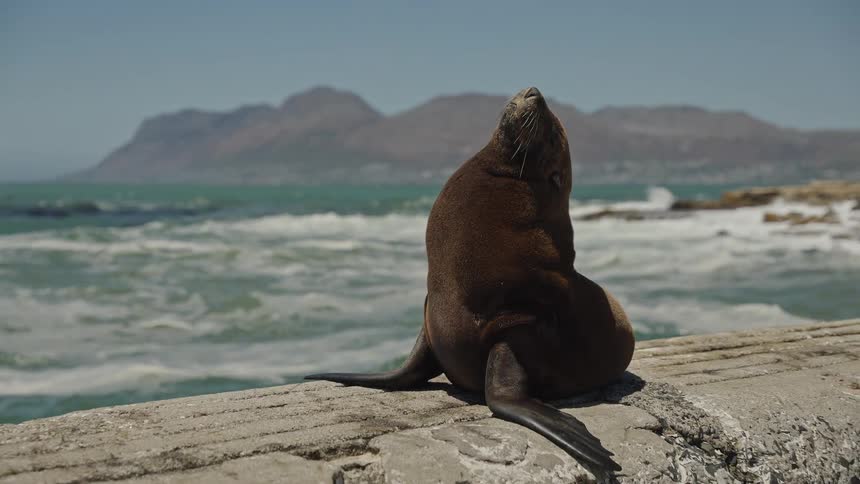 A brown seal sunbathes on a concrete pier, enjoying the warm sun with the ocean and distant mountains in the background