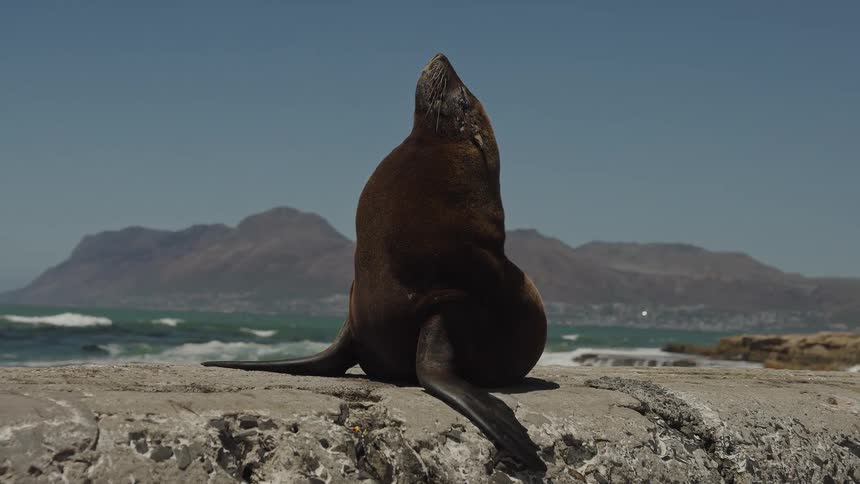 A majestic brown fur seal sunbathes on a stone pier with a stunning view of the ocean and distant mountains