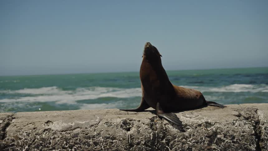 A brown fur seal sits on a concrete pier, basking in the sun with the turquoise ocean and clear blue sky in the background
