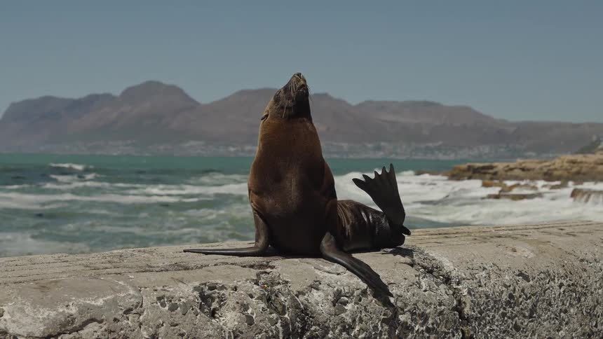 A brown fur seal basks in the sun on a coastal pier with crashing waves and a mountain range in the background