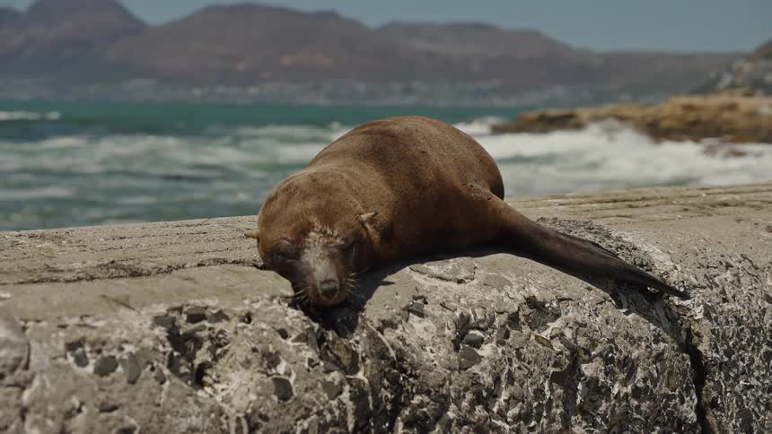 A sleepy fur seal rests on a concrete seawall with the ocean and mountains visible in the background on a sunny day
