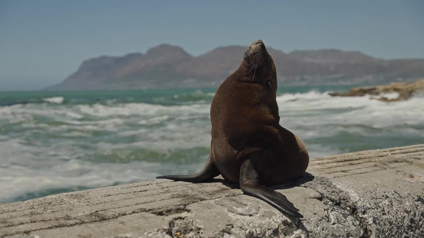 A brown fur seal sunbathes on a concrete pier while overlooking the choppy ocean and distant coastal mountains