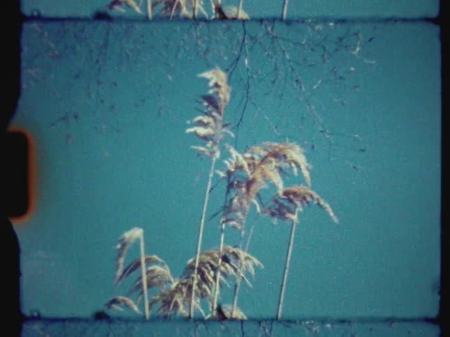 Authentic vintage super 8mm footage of tall reeds blowing gently in the wind against a vibrant teal sky