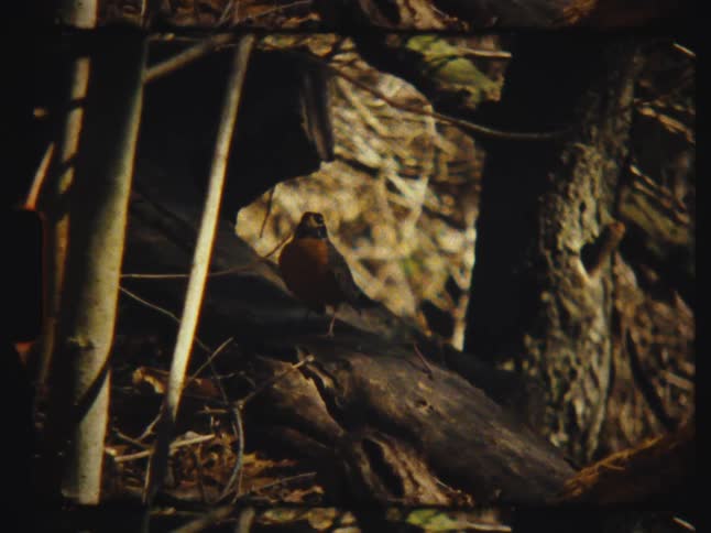 A rustic, vintage film captures an American Robin perched on a fallen log in a sunlit forest
