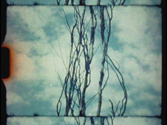 An eerie, abstract vintage film shot shows the mirrored silhouette of bare tree branches against a cloudy sky