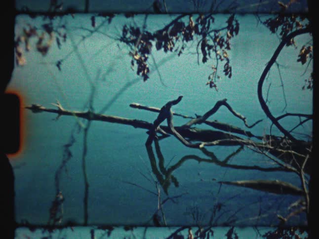 A serene archival shot captures bare branches reflected in the still, blue-green water of a lake