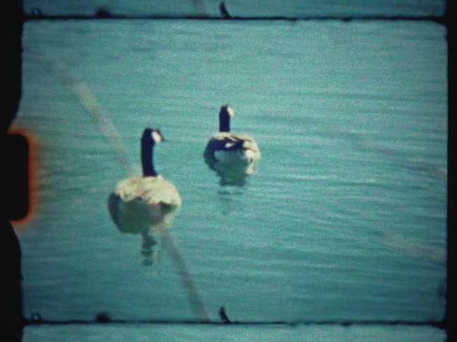 Vintage home movie footage captures two geese peacefully swimming together on a calm lake